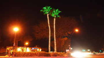 palm_trees_01.jpg