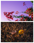 Fall_collage_01.jpg