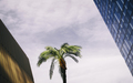 Monday_Objects_Palm_Tree_between_Buildings.jpg