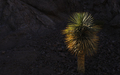Tempe_in_May_ASU_Arboretum_Palm_Tree_Sun_Rocks_01.jpg