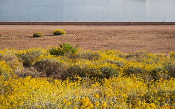 Desert_Spring_Flowers_Sand_Lake_Tempe.jpg