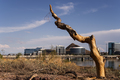 Fall_Days_in_the_City_Tempe_Town_Lake_Tree.jpg