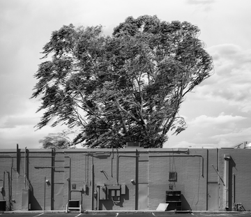 Industrial_Tree_Wind.jpg