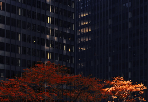 Chicago building trees