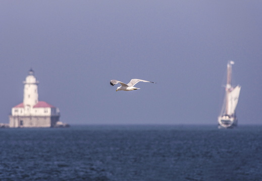 Chicago Lighthouse Sailboat Seagull