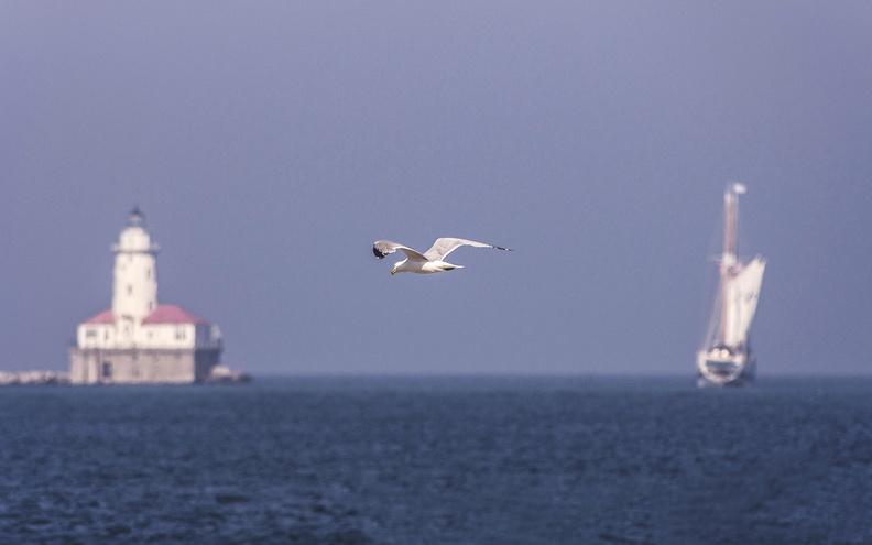 Chicago_Lighthouse_Sailboat_Seagull.jpg