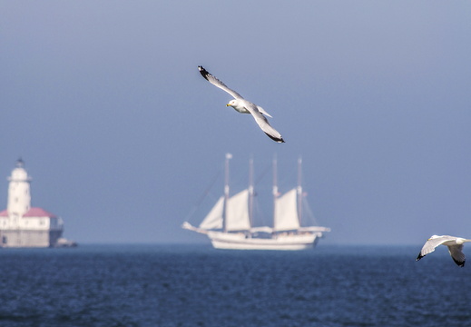 Chicago Lighthouse Sailboat Seagull 2