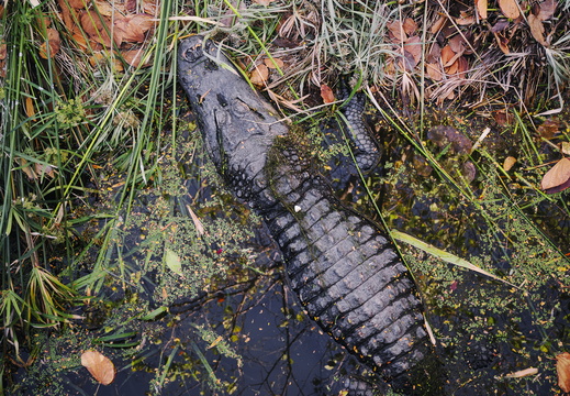 Arizona photography Phoenix Zoo Alligator