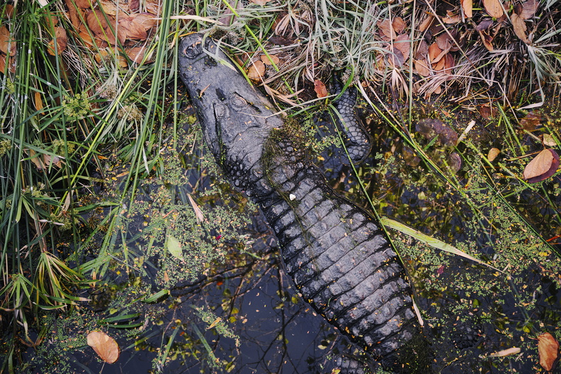 Arizona_photography_Phoenix_Zoo_Alligator.jpg