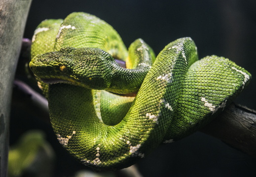 Arizona photography Phoenix Zoo Emerald tree boa
