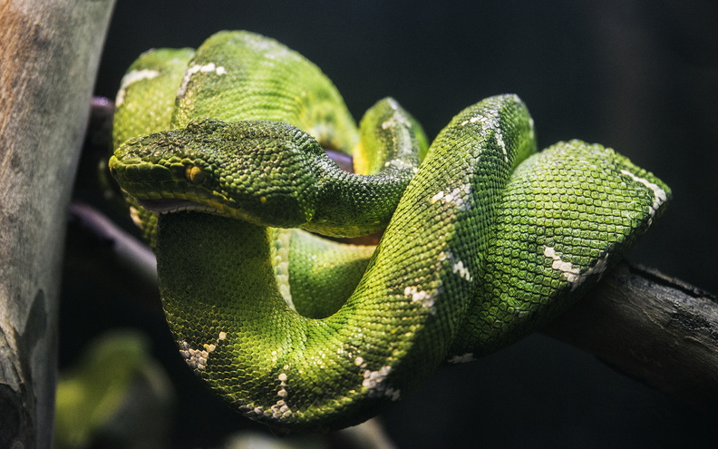 Arizona_photography_Phoenix_Zoo_Emerald_tree_boa.jpg