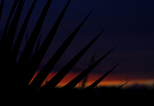 Tempe Arizona photography A sunset with palm trees in Tempe