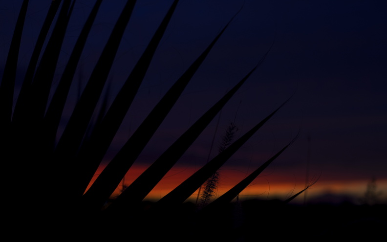 Tempe_Arizona_photography_A_sunset_with_palm_trees_in_Tempe.jpg