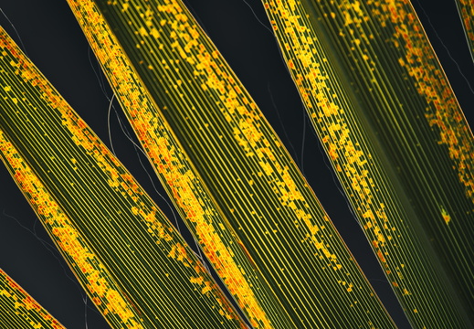 Tempe Arizona photography Palm Fronds Fall Foliage
